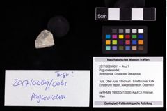 Foto (Objekt + Etikett) von Paguroidea indet.  (NHMW-GEO-2017-0089-0061)